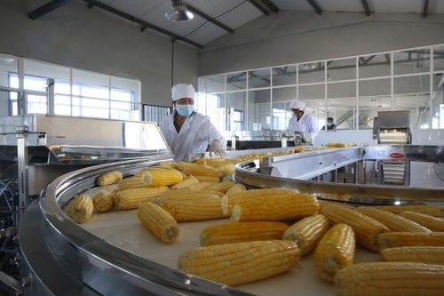 一路領(lǐng) 鮮 興安盟鮮食玉米繪就豐收畫(huà)卷